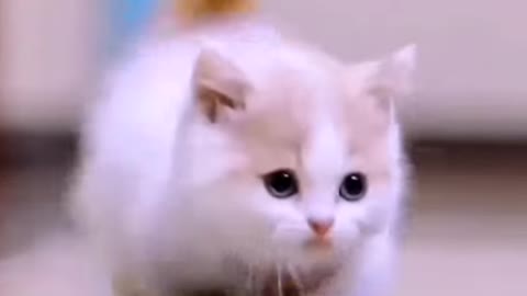 Cute cat