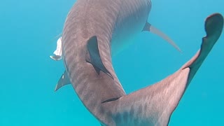 Swimming with a Large Tiger Shark in Ningaloo Reef