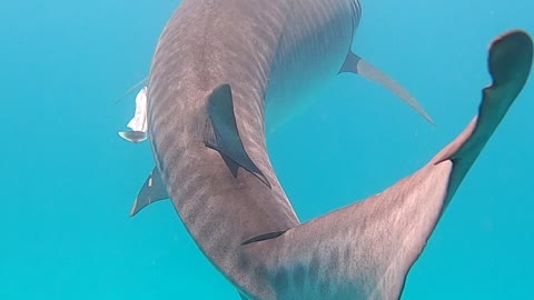 Swimming with a Large Tiger Shark in Ningaloo Reef