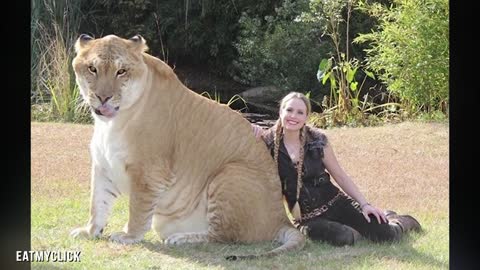 Largest Big Cat In The World (Lion Tiger Hybrid - Liger)