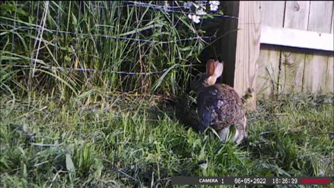 Backyard Trail Cams - Rabbit at Hole in Fence