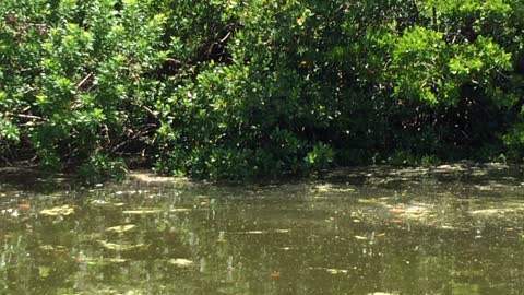 Manatee Drinking Fresh Water