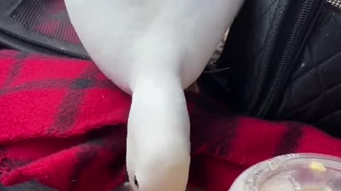Every duck deserves their favorite drink on hot day