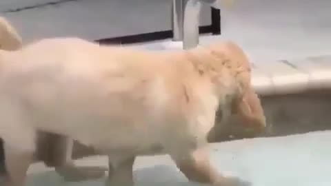 Little cute dog, playing with water