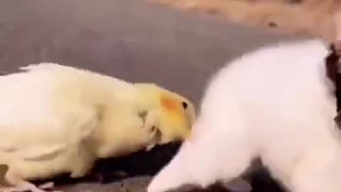 canary bird bites cute and adorable tiny puppy's tail