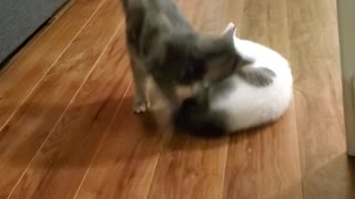Sneaky Sliding Kitty Surprises Friend