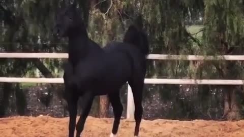 Pure beautiful arabic horse 🐎🐎