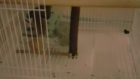 Flying squirrel escaped from cage.