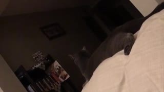 Grey cat on sofa getting called by owner and looking over