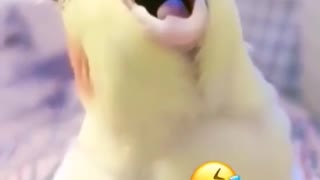 Birb is super satisfied with scritch