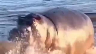 hippo attacking a lion 🤔😱😱😱😱