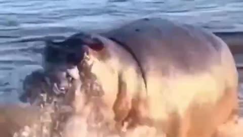 hippo attacking a lion 🤔😱😱😱😱