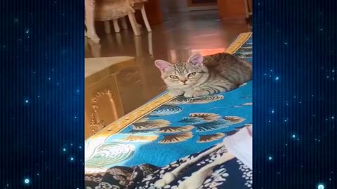 0:00 / 9:05 New Funny Videos 2024 😍 Funniest Cats & Dogs Videos🐶😹