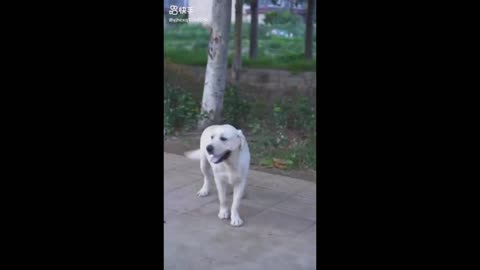 Dog Saves Blind Man's Life With Sacrifice