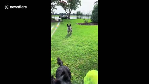 Dog-gone smart! Genius buddy dogs have great tag team method of playing fetch