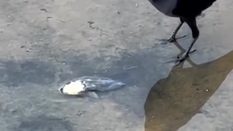 Bird Saves Fish