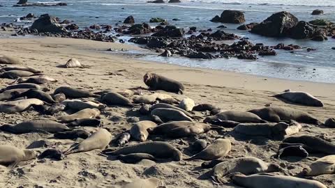 Fighting Sea lions