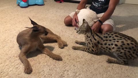 Caracal & Serval Playing 🙀😸