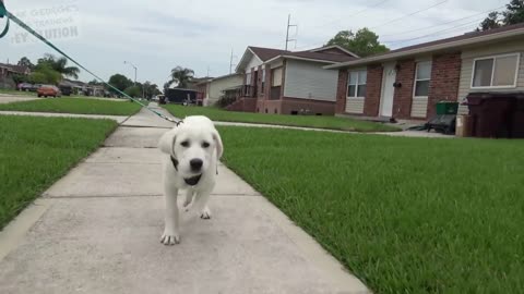 How to Get Your Puppy To Stop Crying and Whining!