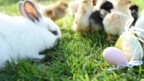 Rabbit playing with pet chicks