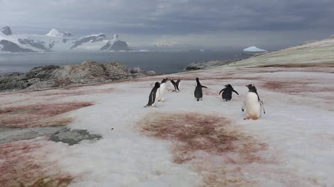 Gentoo Penguins 'Playing Tag'