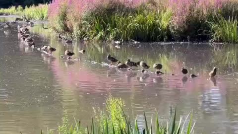 🌅Peaceful Lake View with Birds Chilling! Vol 168 #echoplanet