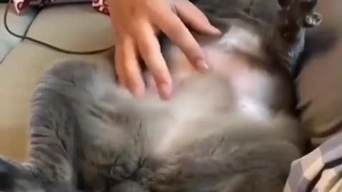 put hand on my cat / love your animal