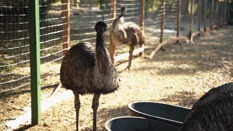 Animal Ostrich