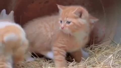 Kittens suckling mother cat, cute animals: chicken, horse, fish, dog - cat sounds