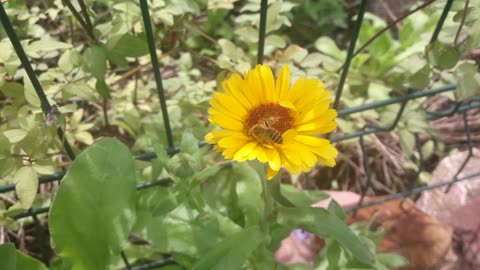 Calendula and the bee