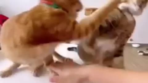 Cat Slaps its Friend