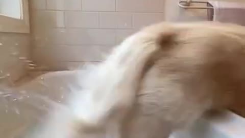 Dog Training video 🐶 | Funny Dog Video | Dog Love | CuteDog |DogTrainingShort