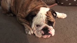 Bulldog Reacts To Having His Ears Cleaned