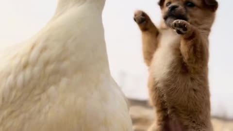 The dog treats the duck as its mother, and eyes are full of dependence and love