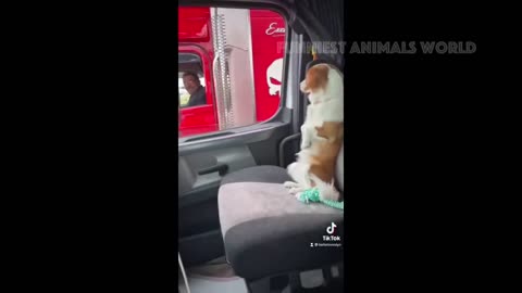 Funny animals act