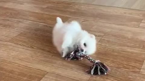 a puppy playing