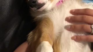 Corgi Gets Treated Like A Baby