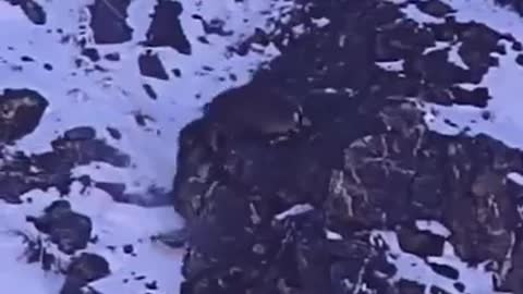 How a snow leopard attack 🐆