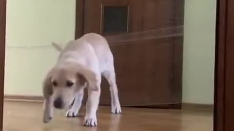 My Golden Retriever Reaction to the Invisible Wall Challenge
