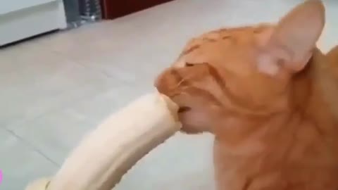 Funny and Cute Cat Videos #241