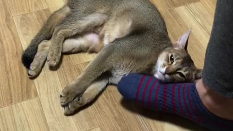 A cat with good feet