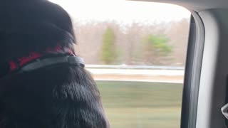 Bailey loves car rides
