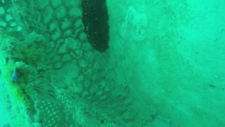 Sea Fern Wreck Dive