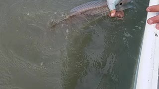 Redfish Release