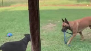 Dog teaches older dog how to play