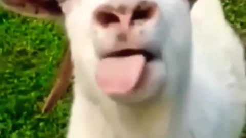 funny goat clips🤣🤣