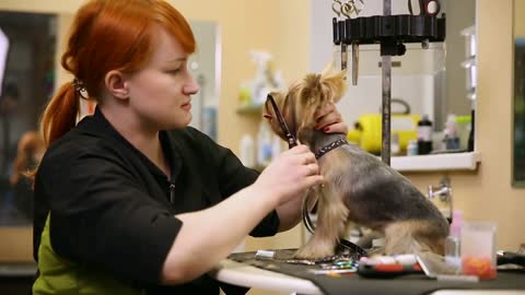 A professional grummer woman shears a yorkshire terrier dog with a pair of scissors