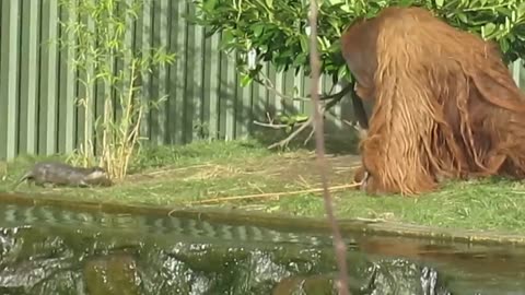 Otters Tease an Annoyed Orangutan