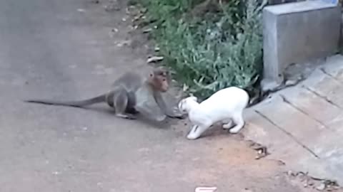 Cat Attacked By Monkey In Real Fight