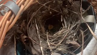 Lady Discovers a Bird Nested in her Bike Basket